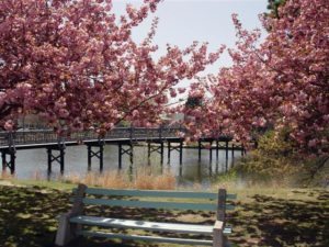 A bench near the water and trees with pink flowers.